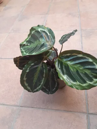 Calathea Medallion Planta
