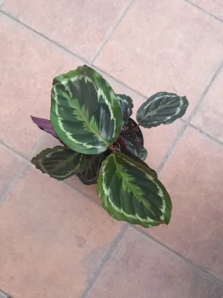 Calathea Medallion Planta