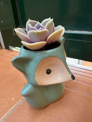 Suculenta ‘Perla Púrpura’ & maceta zorro turquesa