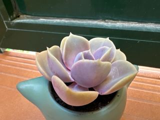 Suculenta ‘Perla Púrpura’ & maceta zorro turquesa