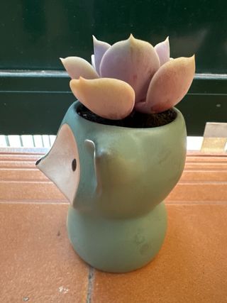 Suculenta ‘Perla Púrpura’ & maceta zorro turquesa