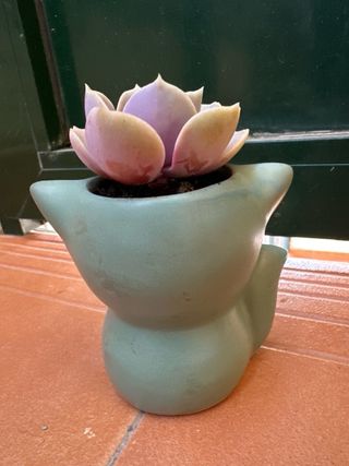 Suculenta ‘Perla Púrpura’ & maceta zorro turquesa