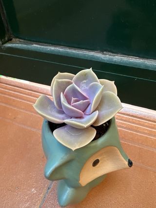 Suculenta ‘Perla Púrpura’ & maceta zorro turquesa