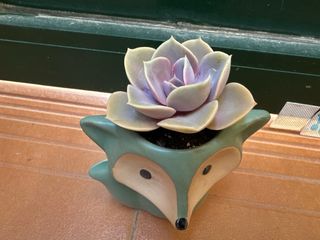 Suculenta ‘Perla Púrpura’ & maceta zorro turquesa