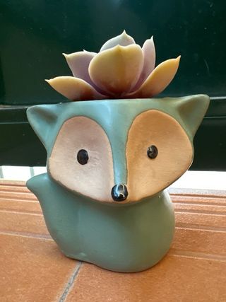 Suculenta ‘Perla Púrpura’ & maceta zorro turquesa