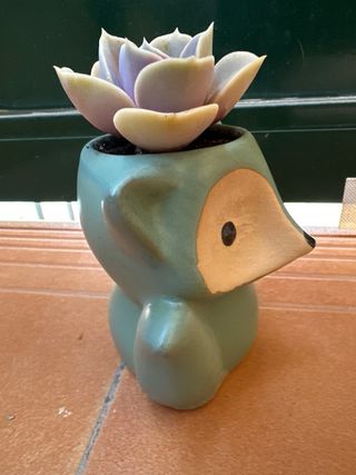 Suculenta ‘Perla Púrpura’ & maceta zorro turquesa