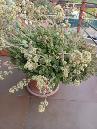 Maceta de terracota con planta florecida