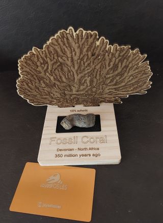 Expositor educativo Coral Cuerno CC-01