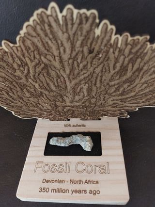 Expositor educativo Fósil Coral Rama  CR-01
