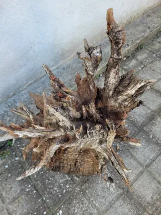 Gran Tanuki para Bonsái o Terrario