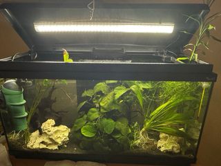 Acuario completo con plantas y rocas