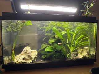 Acuario completo con plantas y rocas