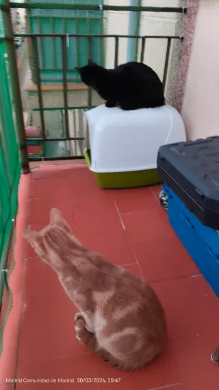 Arenero transportín para gatos