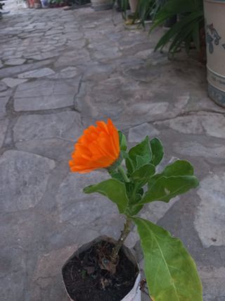 Planta de Caléndula Naranja