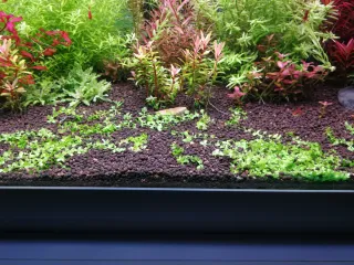 Micranthemum Monte Carlo - Planta Tapizante