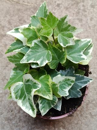 Hedera EVA Planta colgante de sombra Ø8