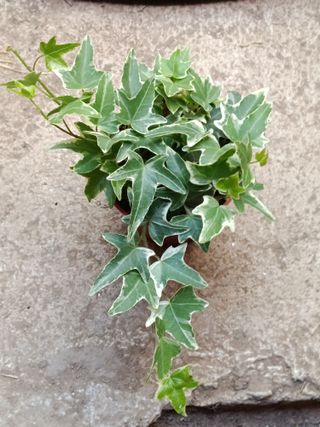 Hedera MONA LISA Planta colgante de sombra Ø8
