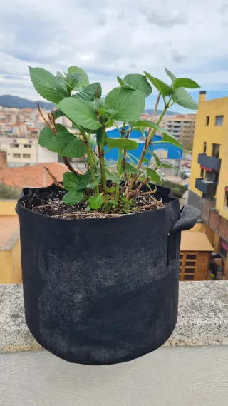 Hortensia rosa con maceta