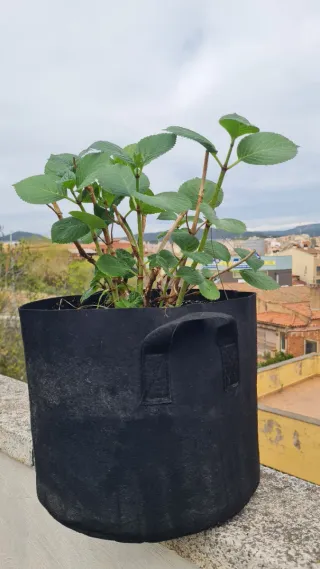 Hortensia rosa con maceta