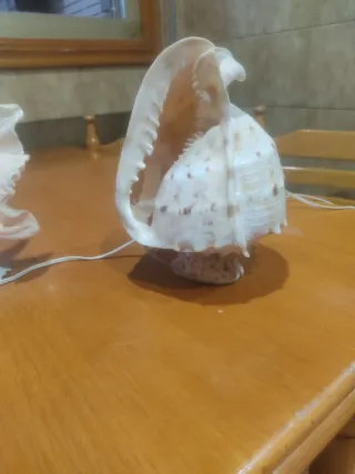 Lámparas de concha marina