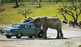 Adhesivo Rioleón Safari 1974 original