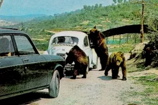 Adhesivo Rioleón Safari 1974 original