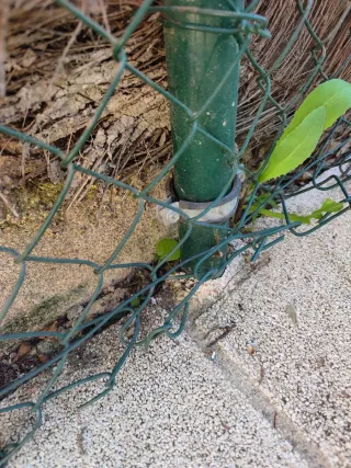 valla doble torsión verde