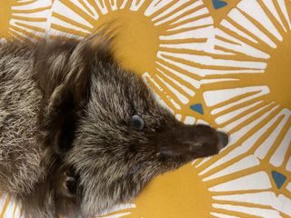 Capa de pelo marrón y plateada