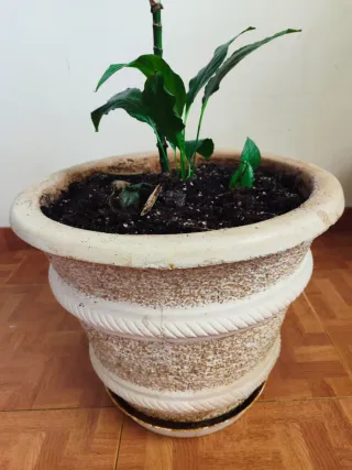 MACETA PIEDRA RELIEVE