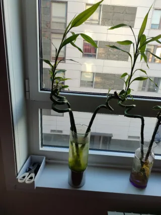 3 plantas de agua con jarrones. Venta en persona
