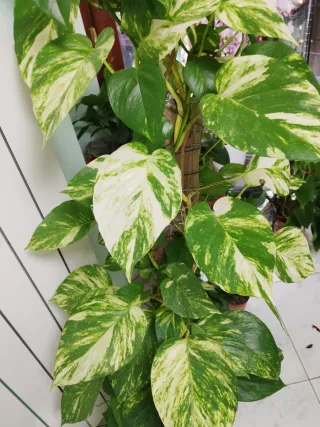 Pothos Pianta da interno