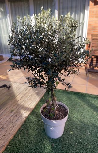 Olivo en maceta forma arbolito