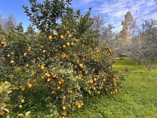Terreno en venta en Cártama