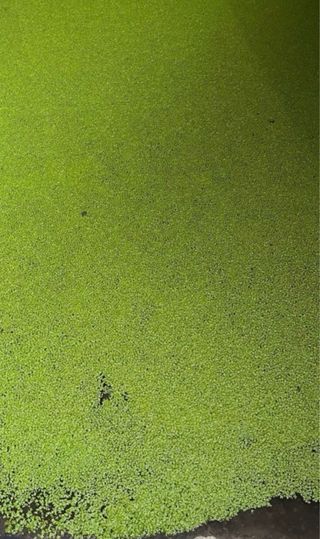 Lenteja de agua - Grandes porciones