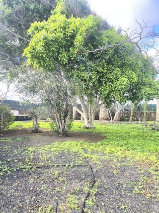 Casa adosada en venta en La Oliva pueblo en Oliva (La)