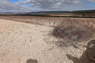 Terreno en venta en Yecla