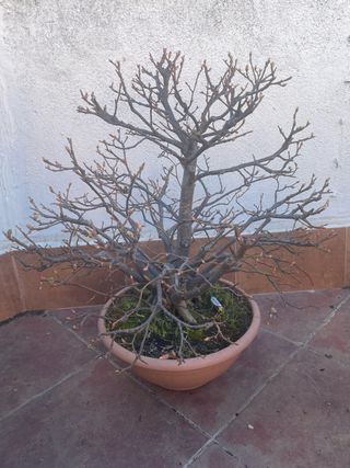 Bonsái de Tilo