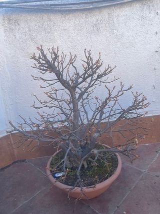 Bonsái de Tilo