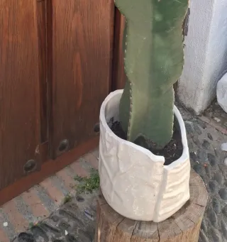 Cactus Candelabro con Maceta Artesana