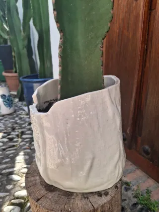 Cactus Candelabro con Maceta Artesana