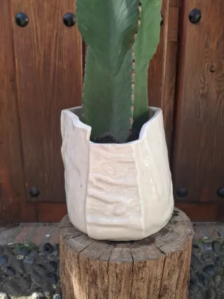 Cactus Candelabro con Maceta Artesana