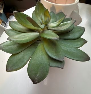Planta artificial con maceta blanca – suculenta