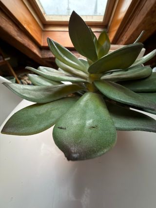 Planta artificial con maceta blanca – suculenta