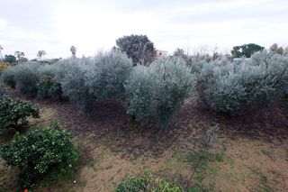 Casa rural en venta en Montijo