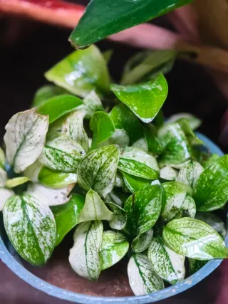 Plantas acuario Pack Premium de anubias top