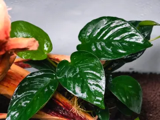 Plantas acuario Pack Premium de anubias top