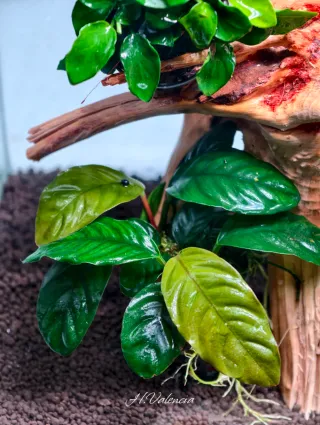 Plantas acuario Pack Premium de anubias top
