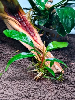Plantas acuario Pack Premium de anubias top