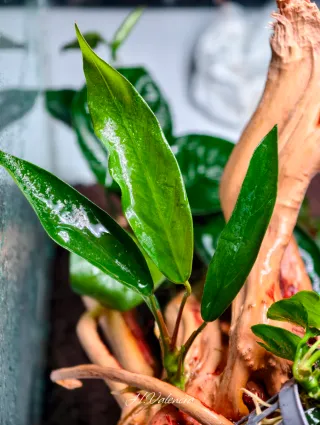 Plantas acuario Pack Premium de anubias top