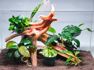Plantas acuario Pack Premium de anubias top
